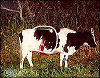 A cow with an arrow still in its side